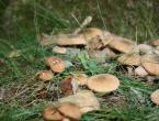 К чему снится собирать грибы в лесу по сонникам К чему снятся грибы в лесу зимой